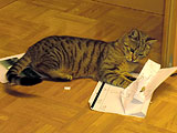 Kater Tiger