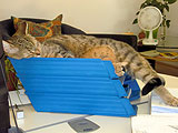 Kater Tiger